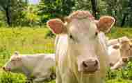 Cows National Park De Biesbosch