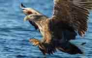 Sea Eagle Adobestock 218404617